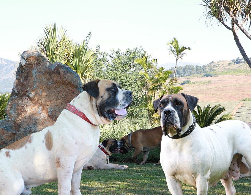 Ysterberg mastiff hot sale for sale