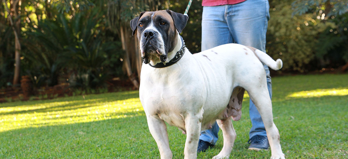 Ysterberg cheap mastiff breeders