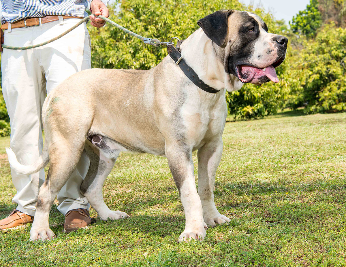 Ysterberg mastiff hot sale for sale